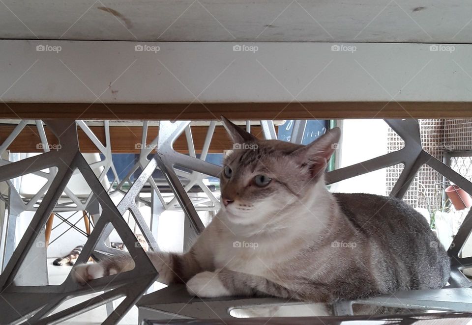 cat lying in cubicle