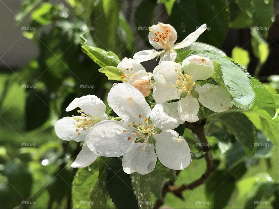 Apple blossom