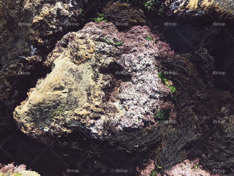 Stones and algae under the water of Black Sea. 