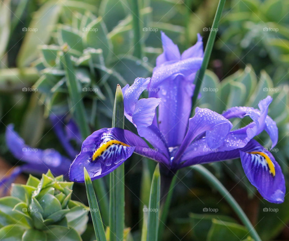 Spring has clearly arrived as the bright morning sun melted frost leaving tiny droplets on the beautiful & delicate petals of this purplish blue dwarf iris. 