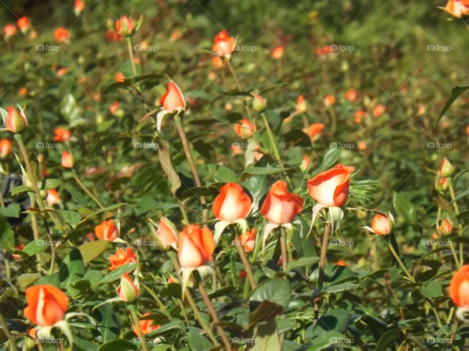 Flowers in Garden