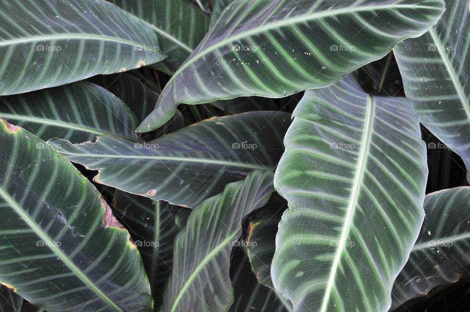 Dark green leaves texture. green leaves background.