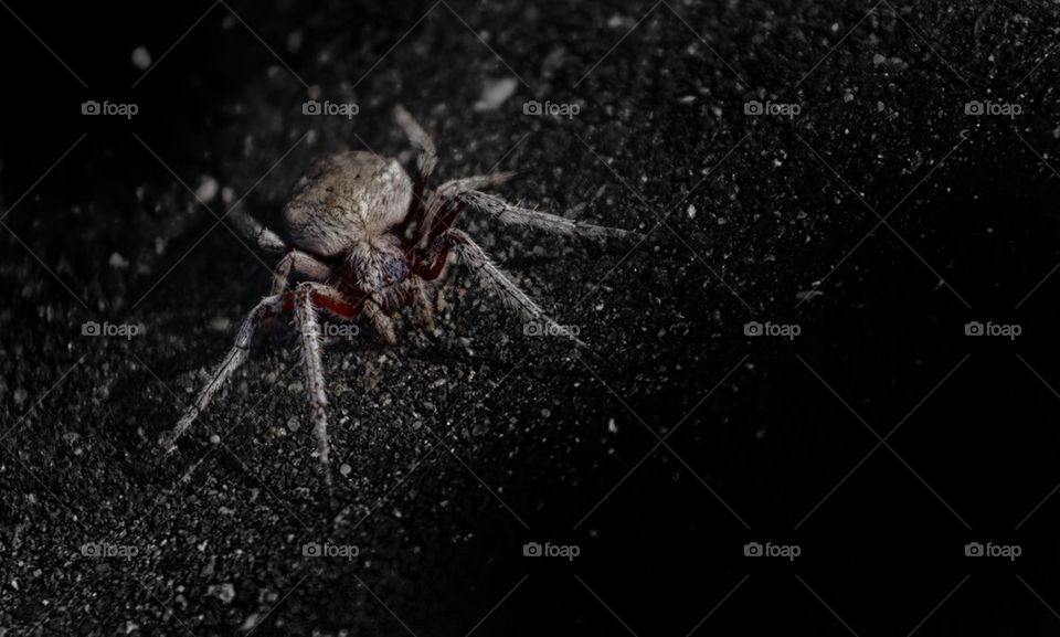 Orb Weaver Spider at night