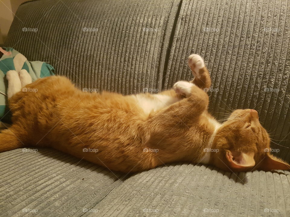 Back on popular demand: Sesam the sleeping red cat. He is a total weirdo and can sleep in any position. Cute, right?