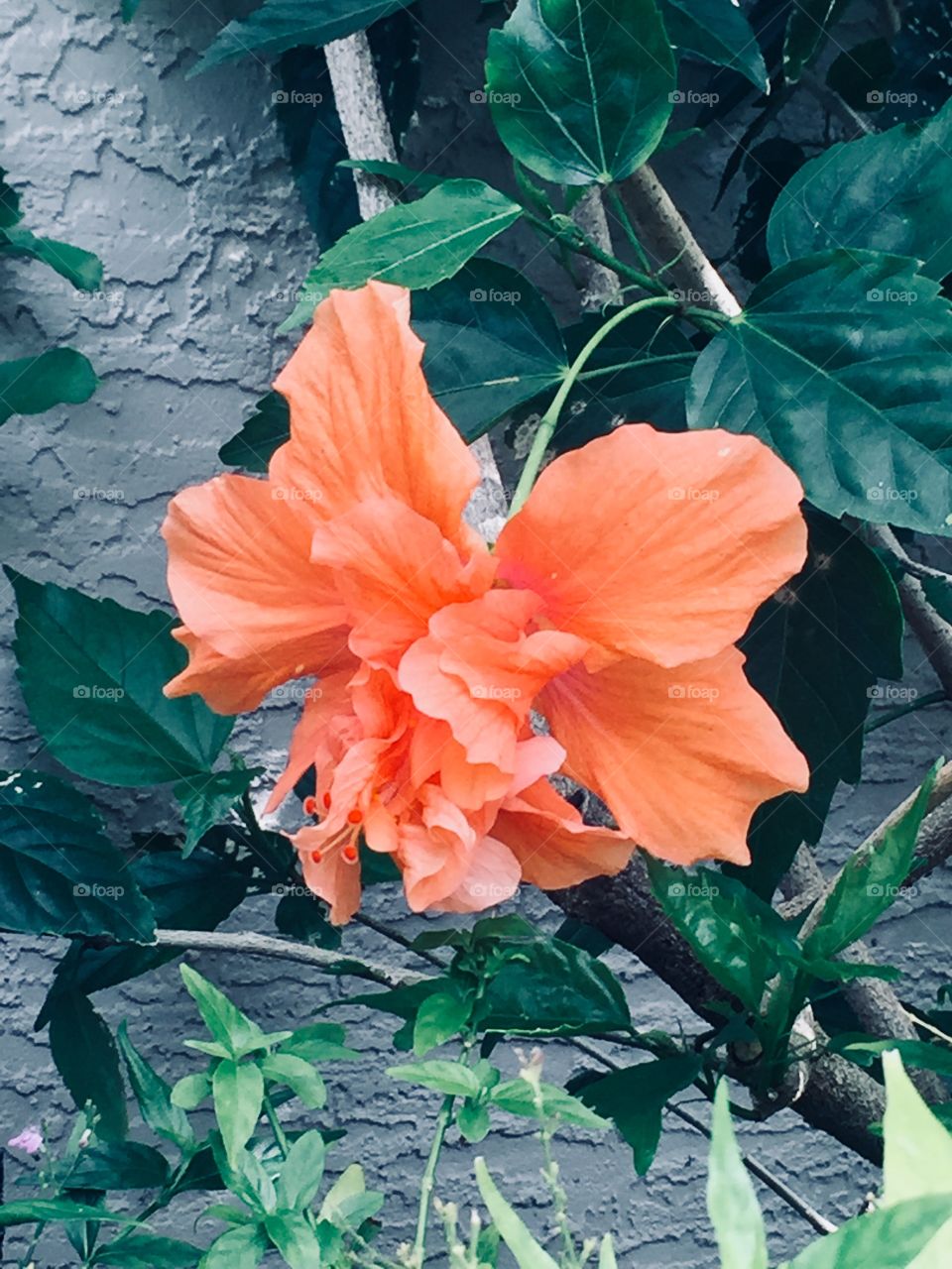 Peach hibiscus 