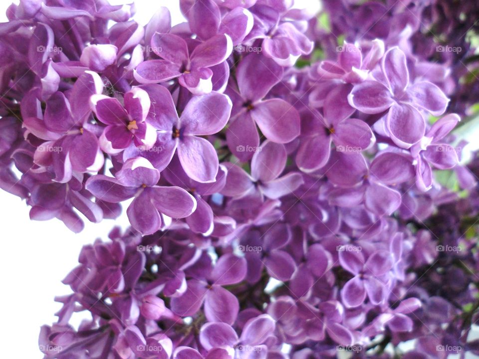 Close-up of flowers