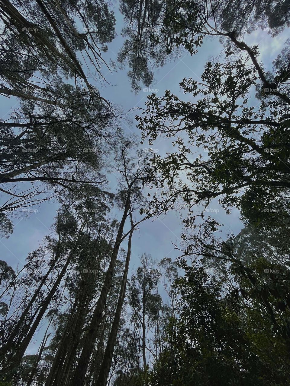 Trees on the forest looking at the sky