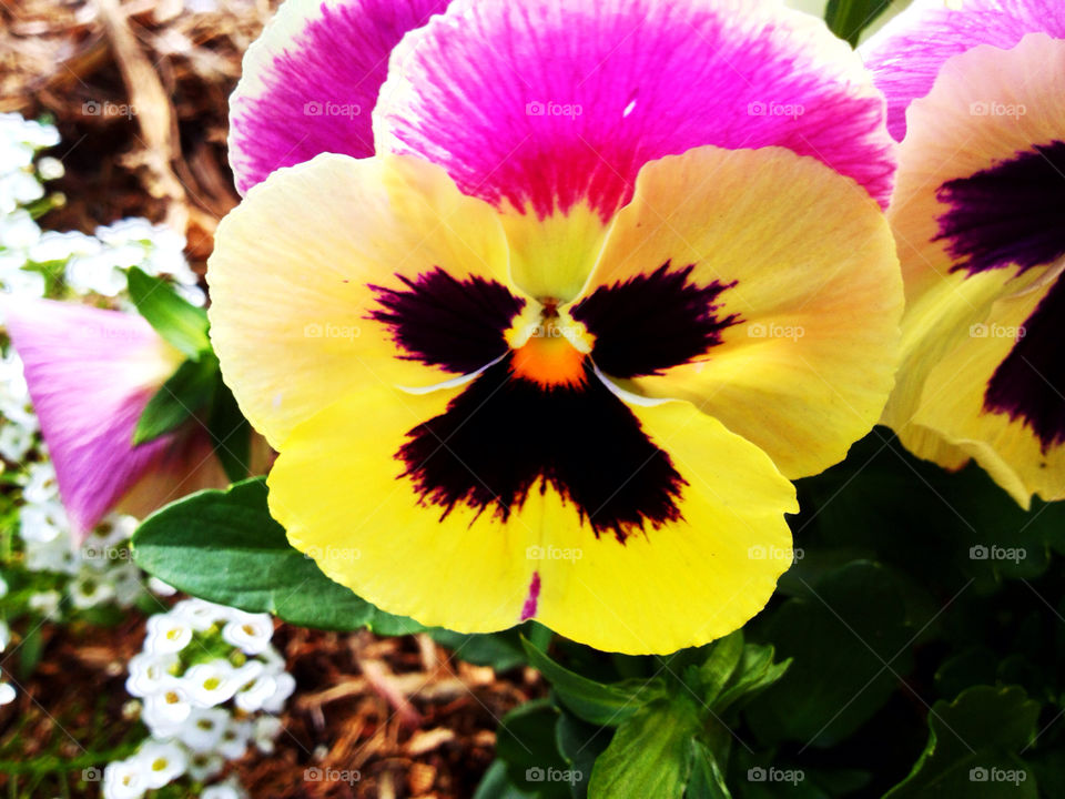 green yellow pink flower by kshapley