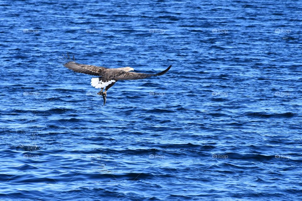 Fishing sea eagle