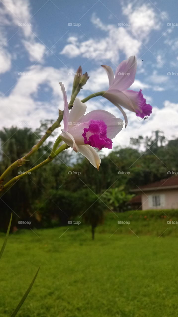 NATURE, PLANT, ENVIRONMENT, TREES.