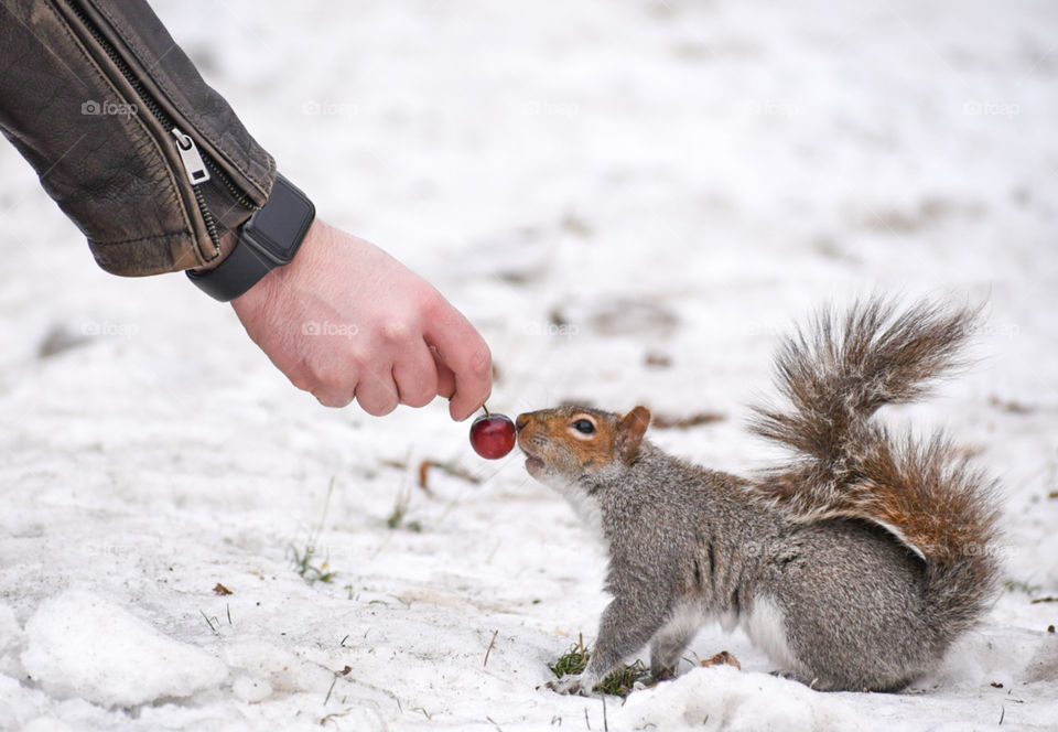 Connection. The most friendliest squirrels are in Boston area! Make sure to give them some love! 