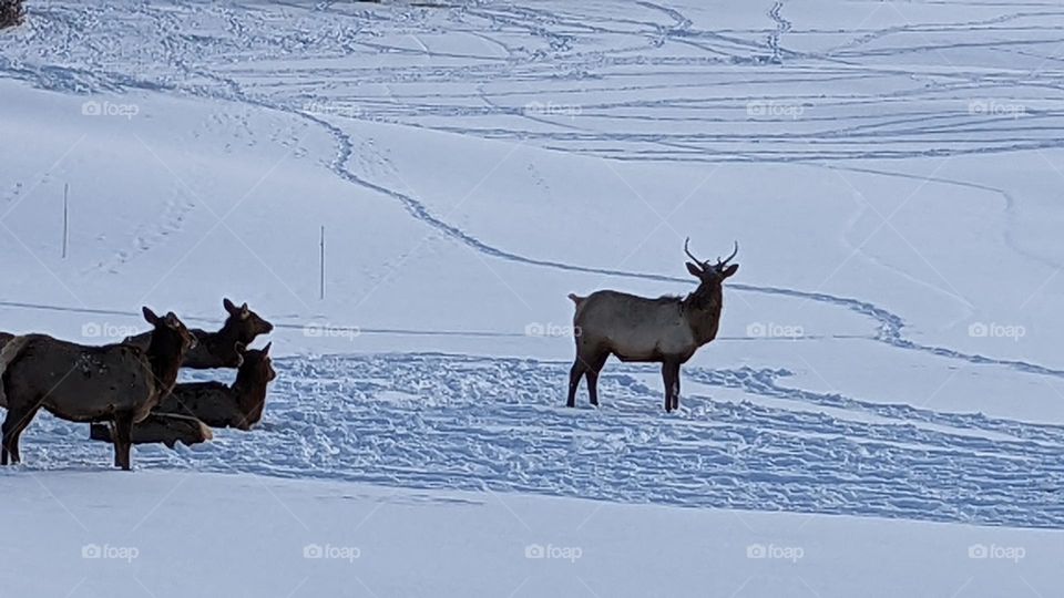 winter, winter wonderland, majestic, elk, leader, nature, sharing the land, handsome, standing tall, guarding