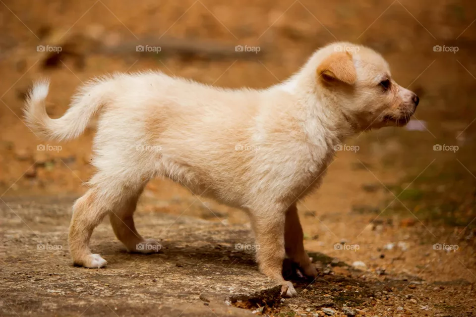 puppy poses