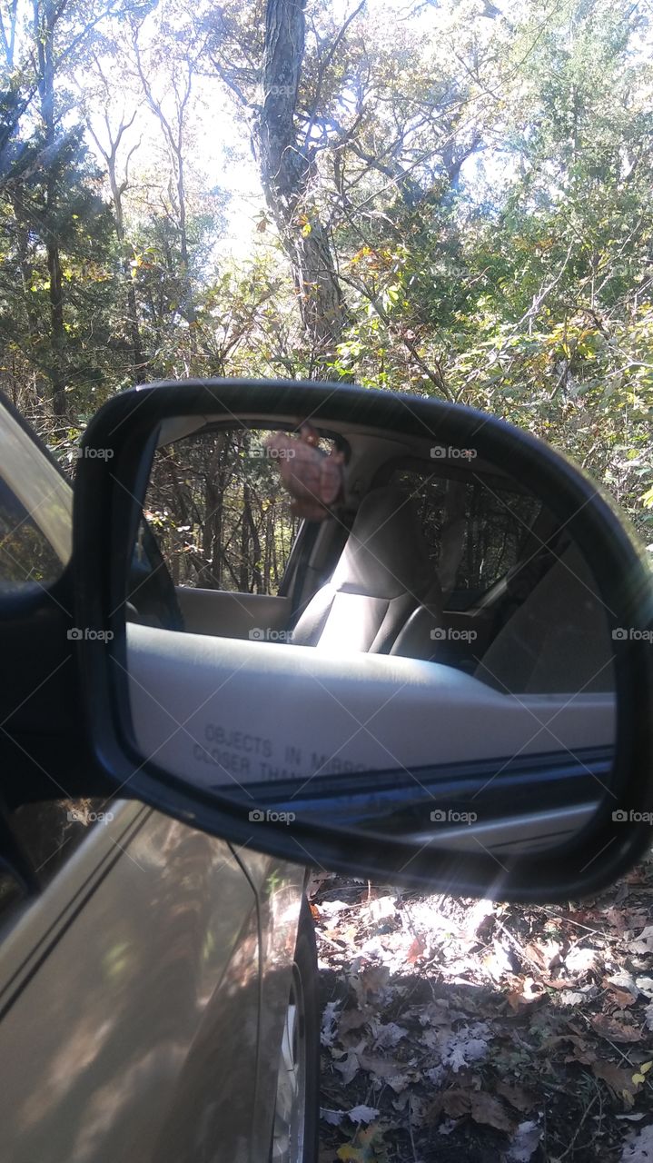frog on car mirror