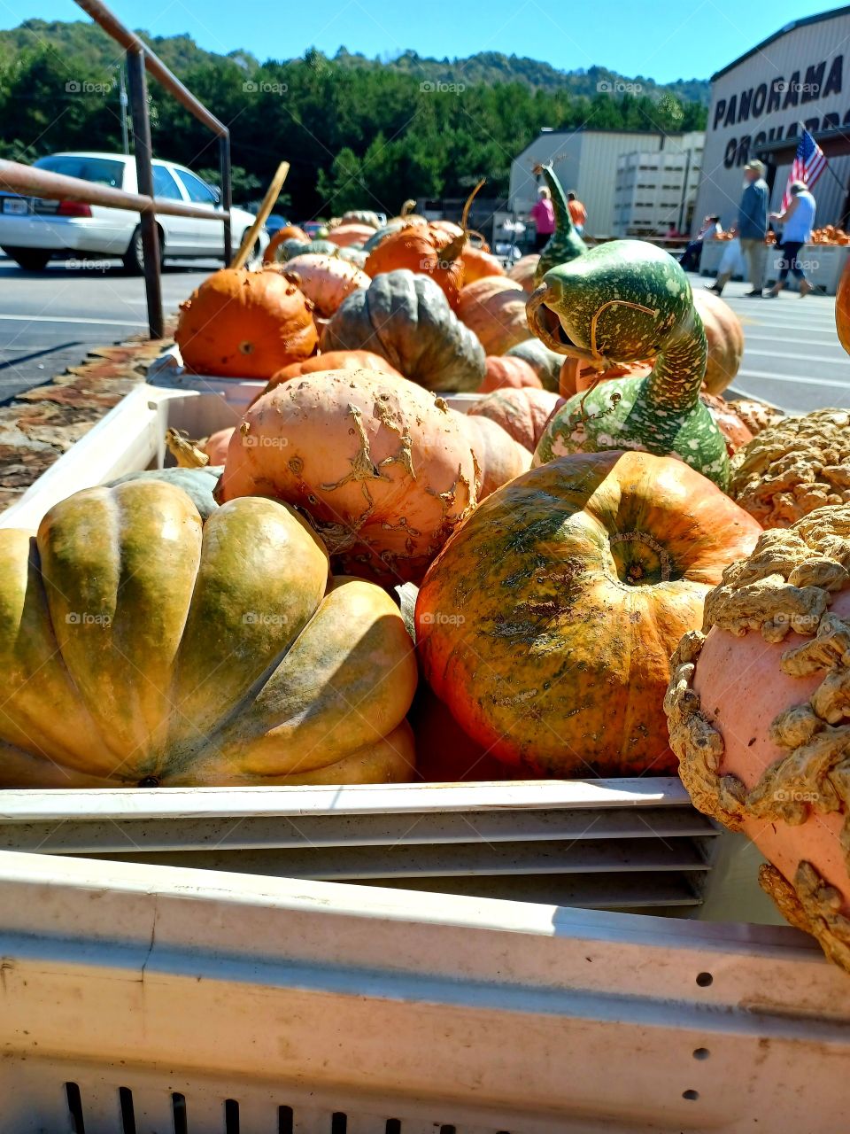 Pumpkin Harvest