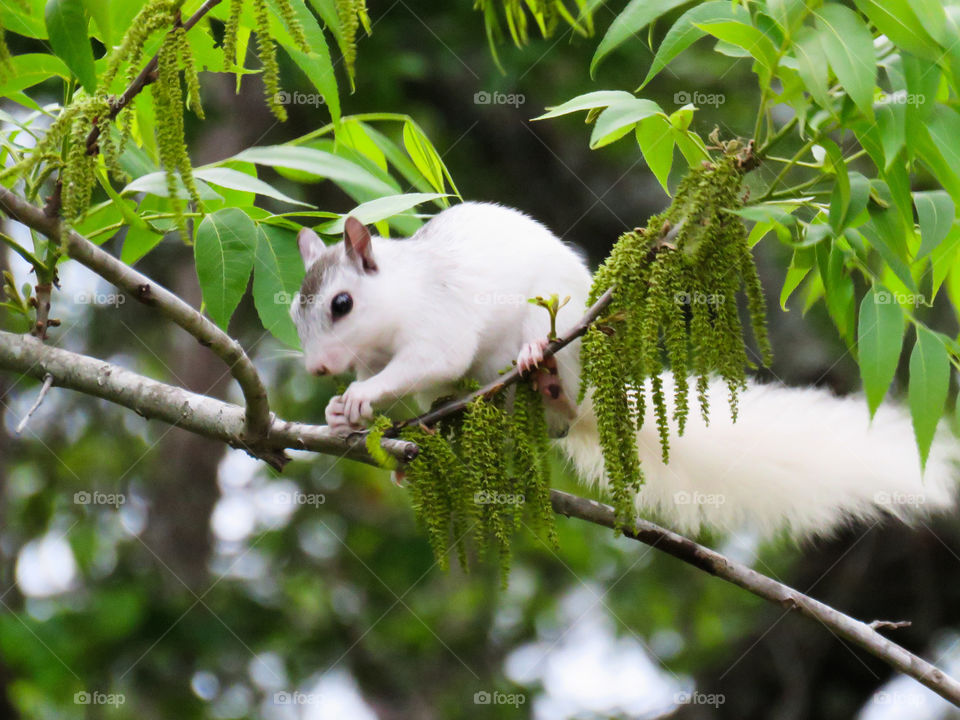 White squirrel