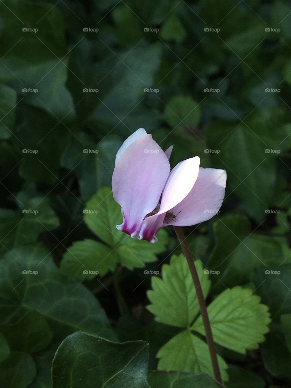 Wild cyclamen blooming in garden as beginning of autumn season