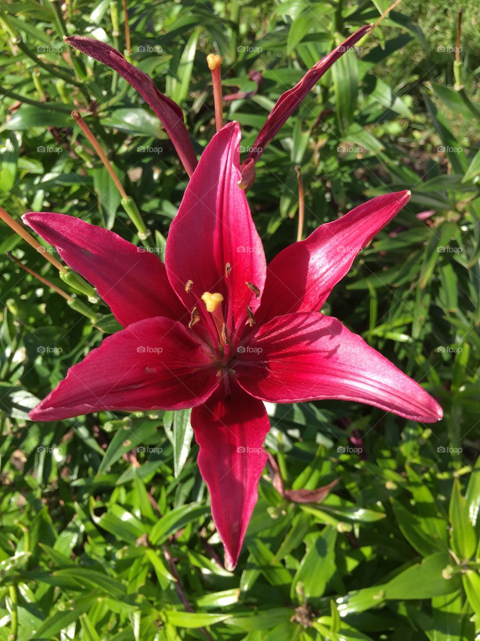 Red lily