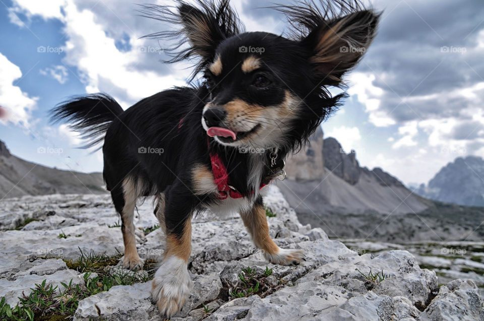 dog mammals cute mountains by berry