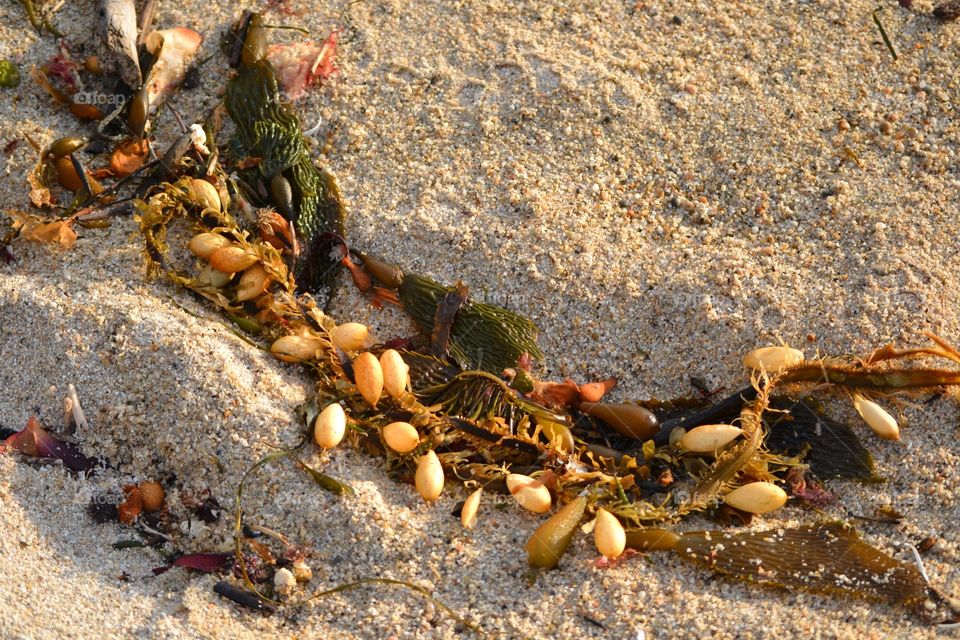 Seaweed 