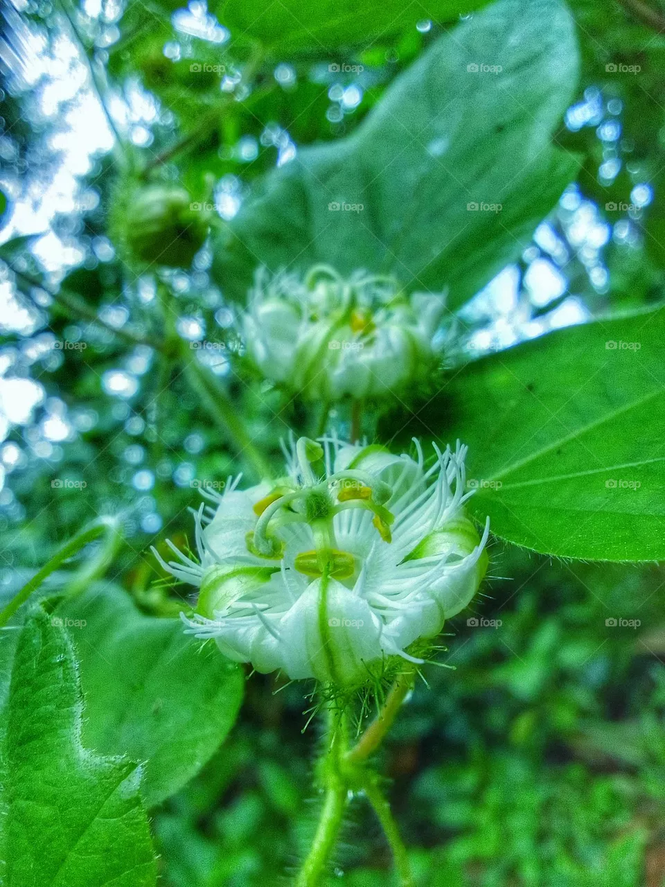 Flower 😍