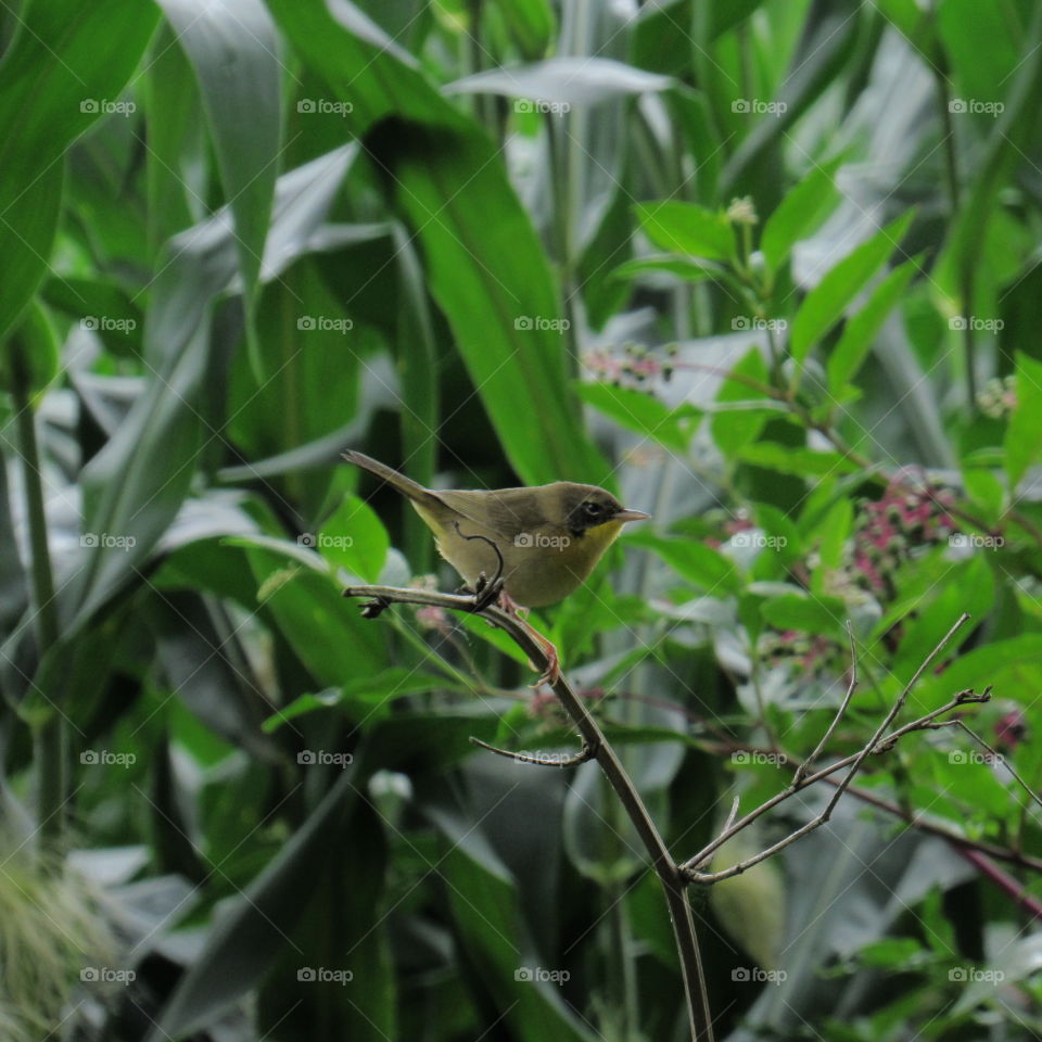 Small yellow-breasted bird