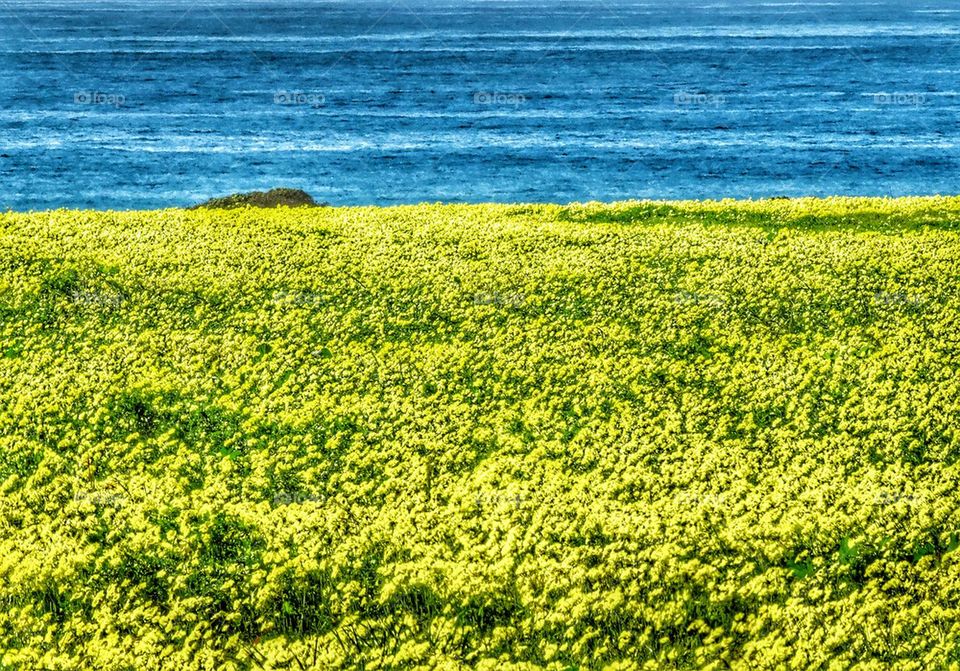 California Coast In Springtime. Coastal California Field Of Yellow Wildflowers
