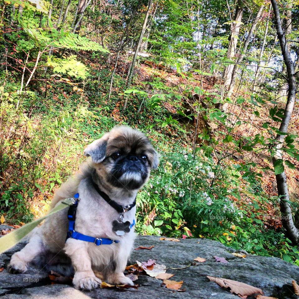 Pekingese in the woods