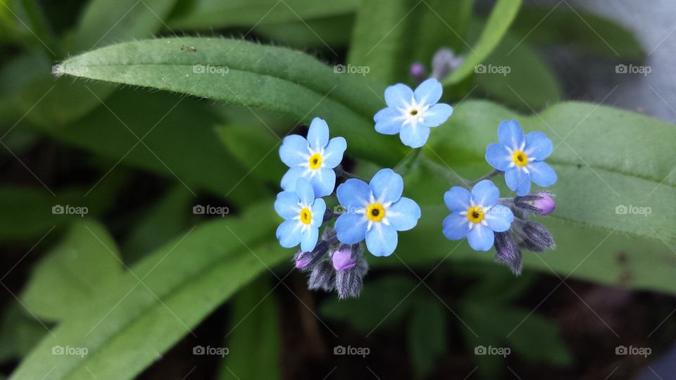 Little light blue flowers