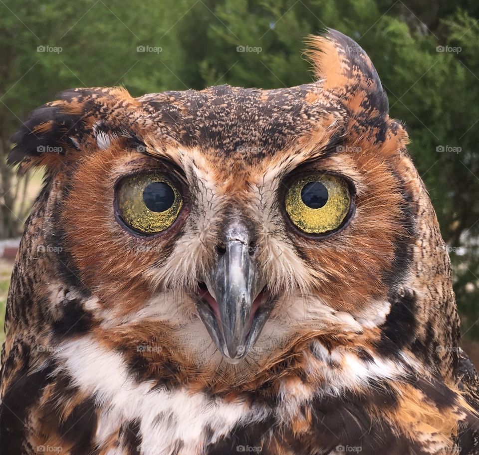 Front view of great horned owl
