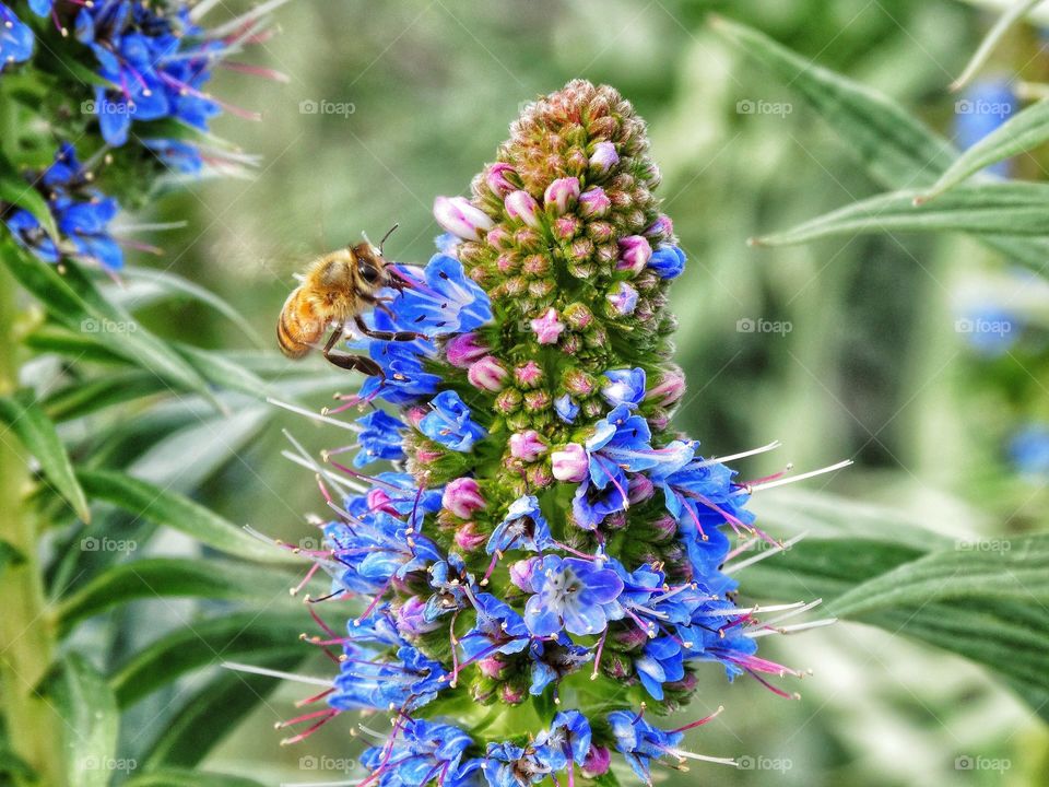 Wild Bee Pollinating A Purple Flower