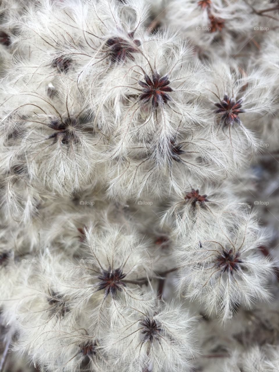 Winter blossoms - closeup