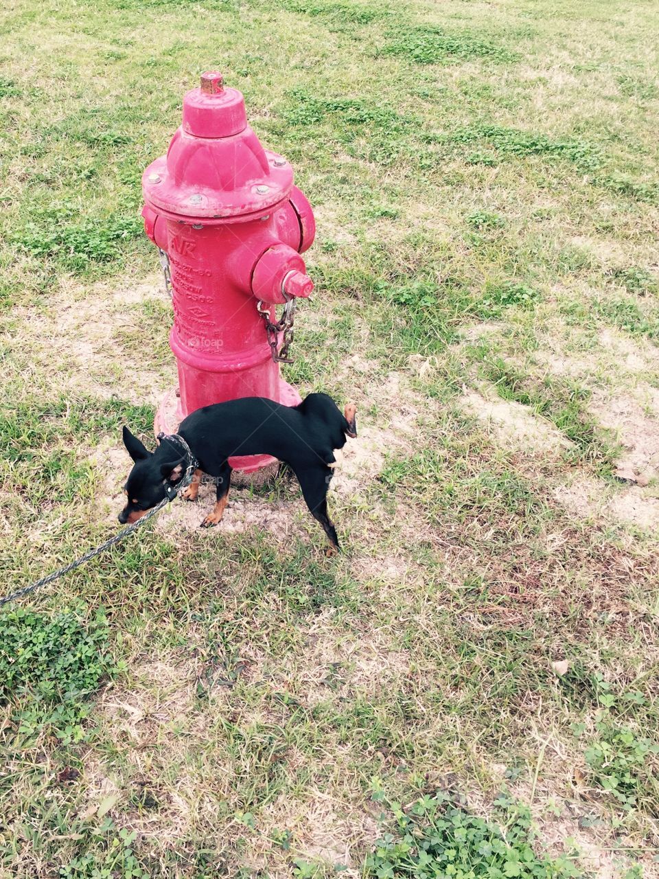 Dog peeing on hydrant 