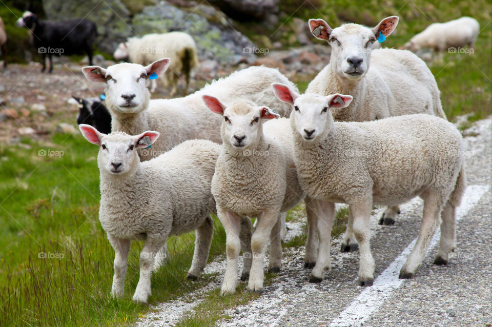 Close-up of lamp and sheep