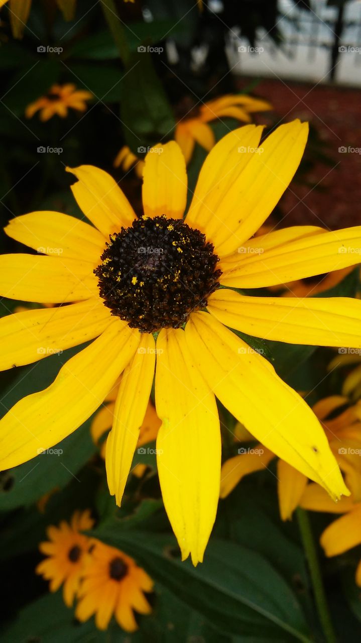 No Person, Nature, Flower, Flora, Summer