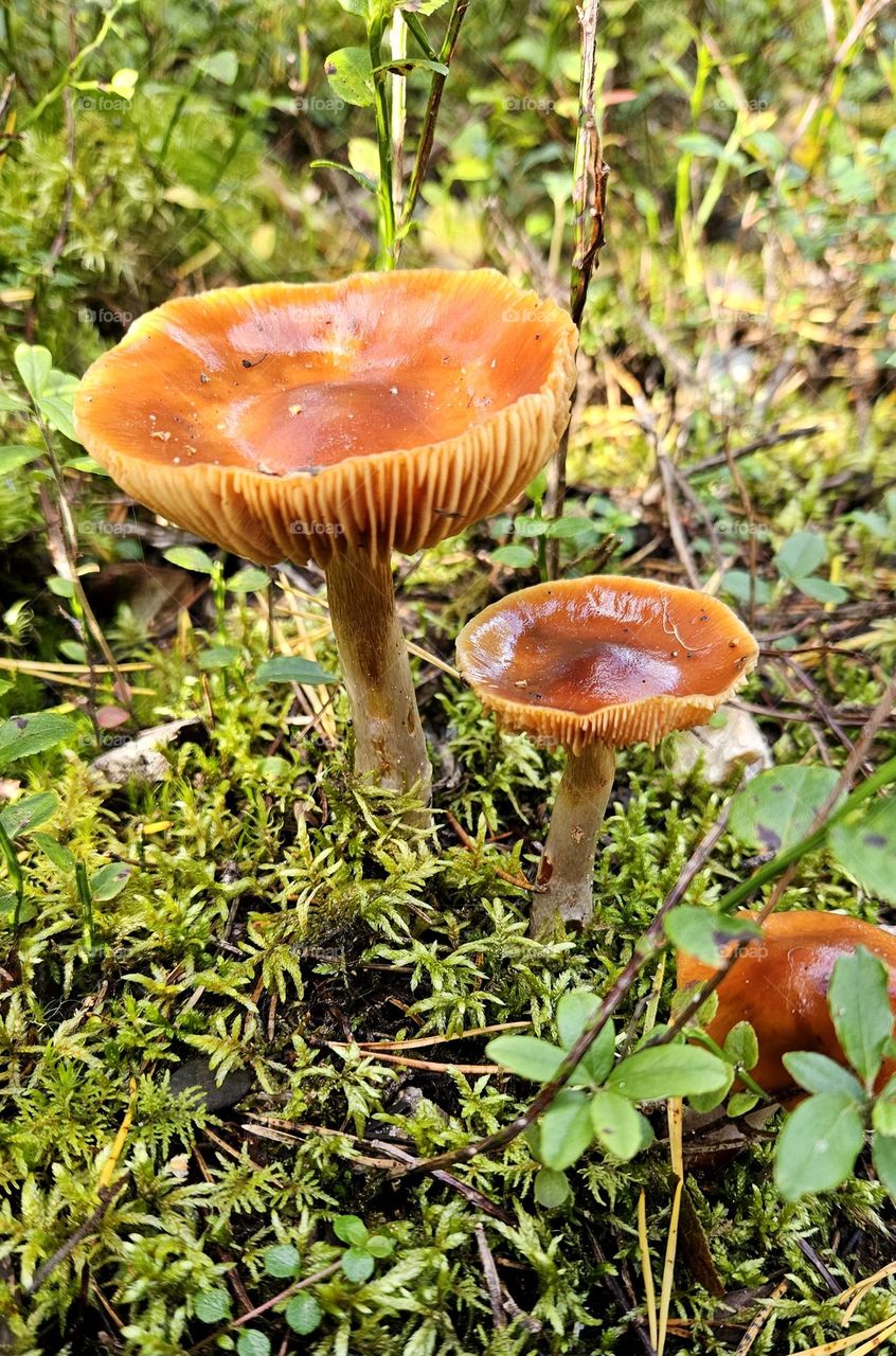 A bunch of cortinarius collinitus grow in Finnish forests. Not a very good edible mushroom.