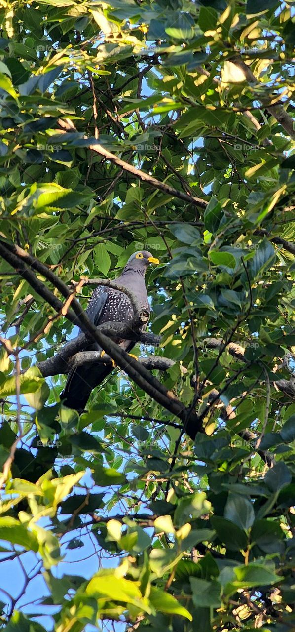 African Olive Pigeon hiding between the green tree leaves in South Africa