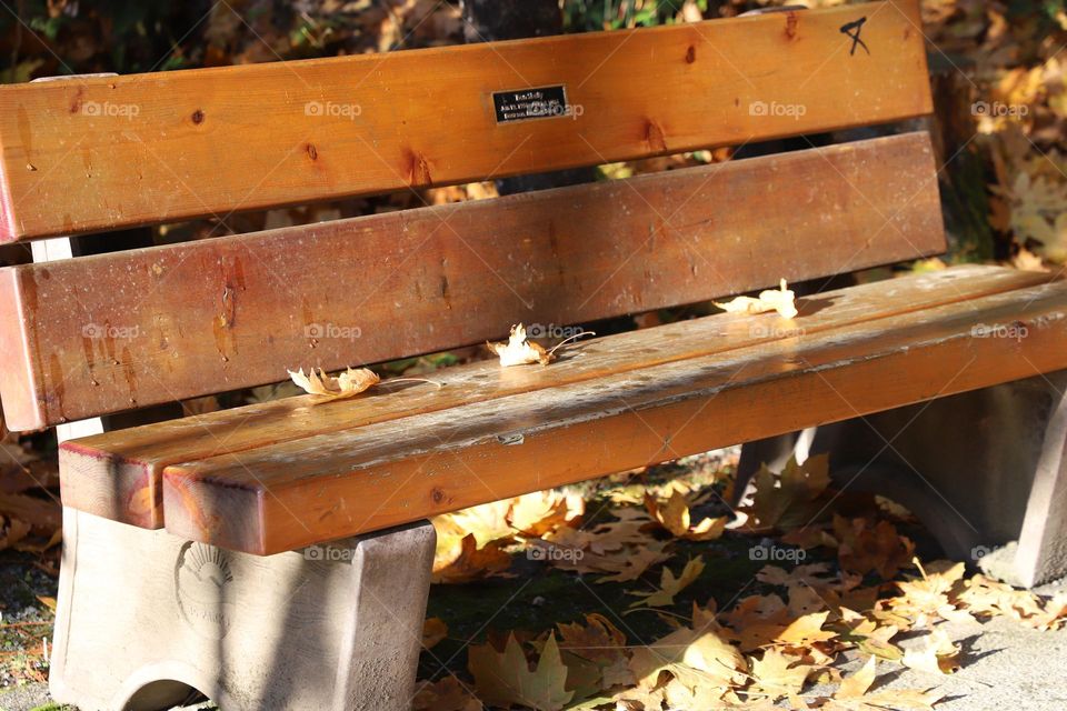 Fallen leaves on a bench