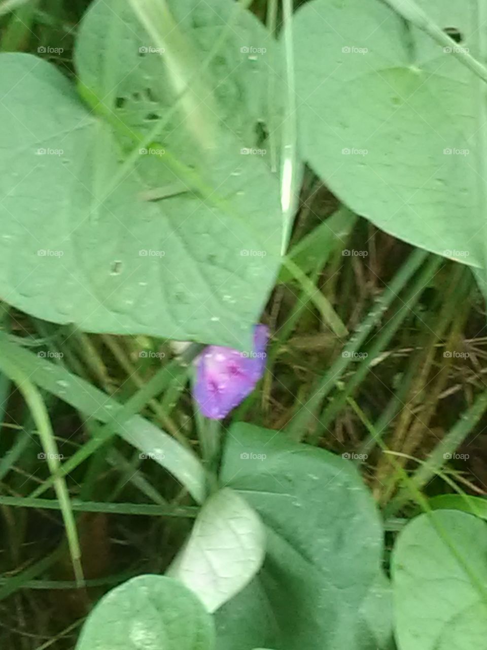 Morning Glory pops out as morning dew is still out