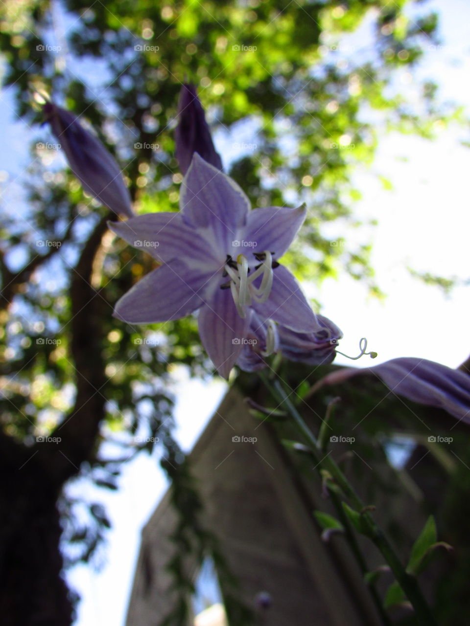 Focus on a purple flower under a tree