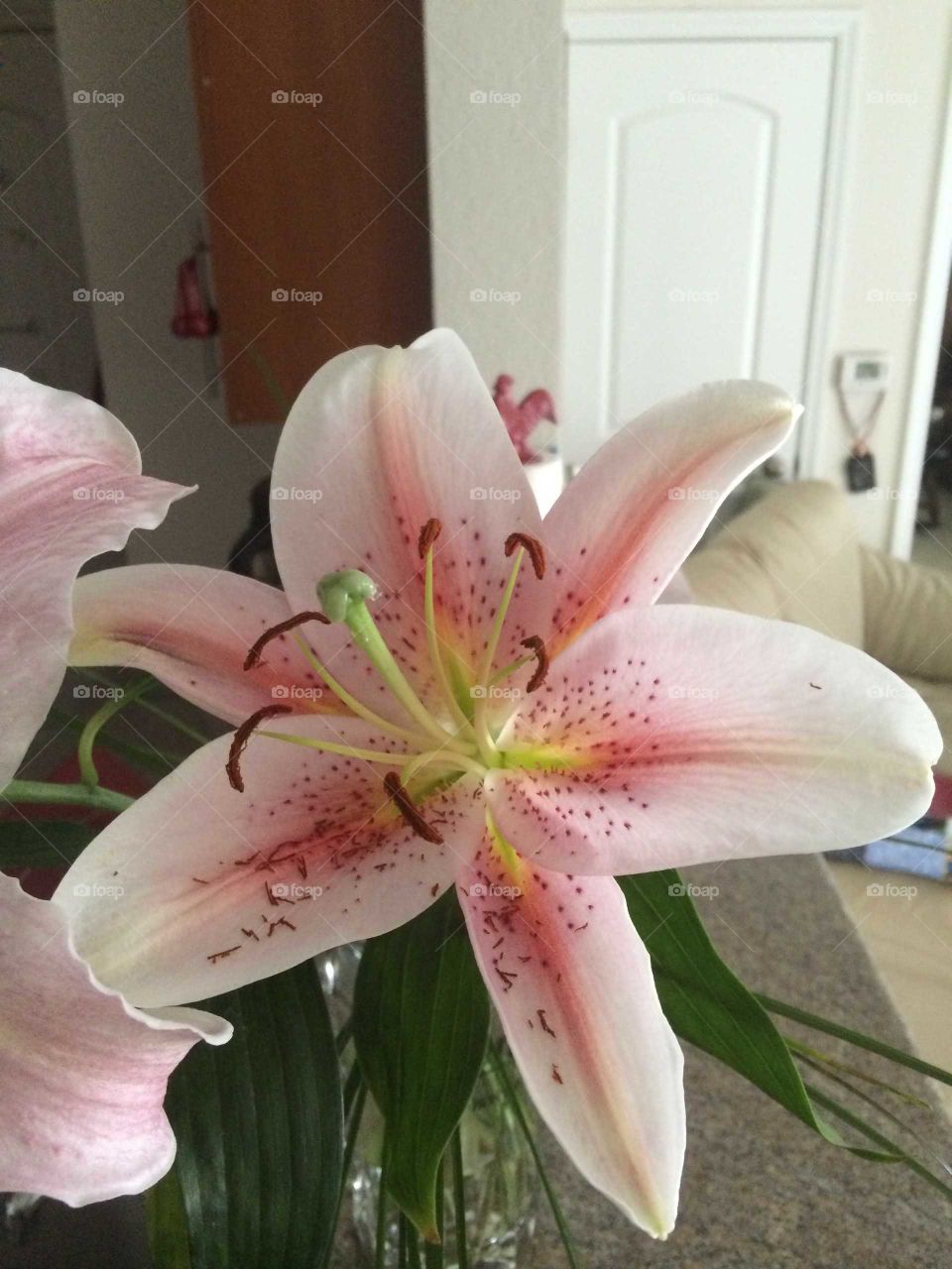 Lily in Bloom