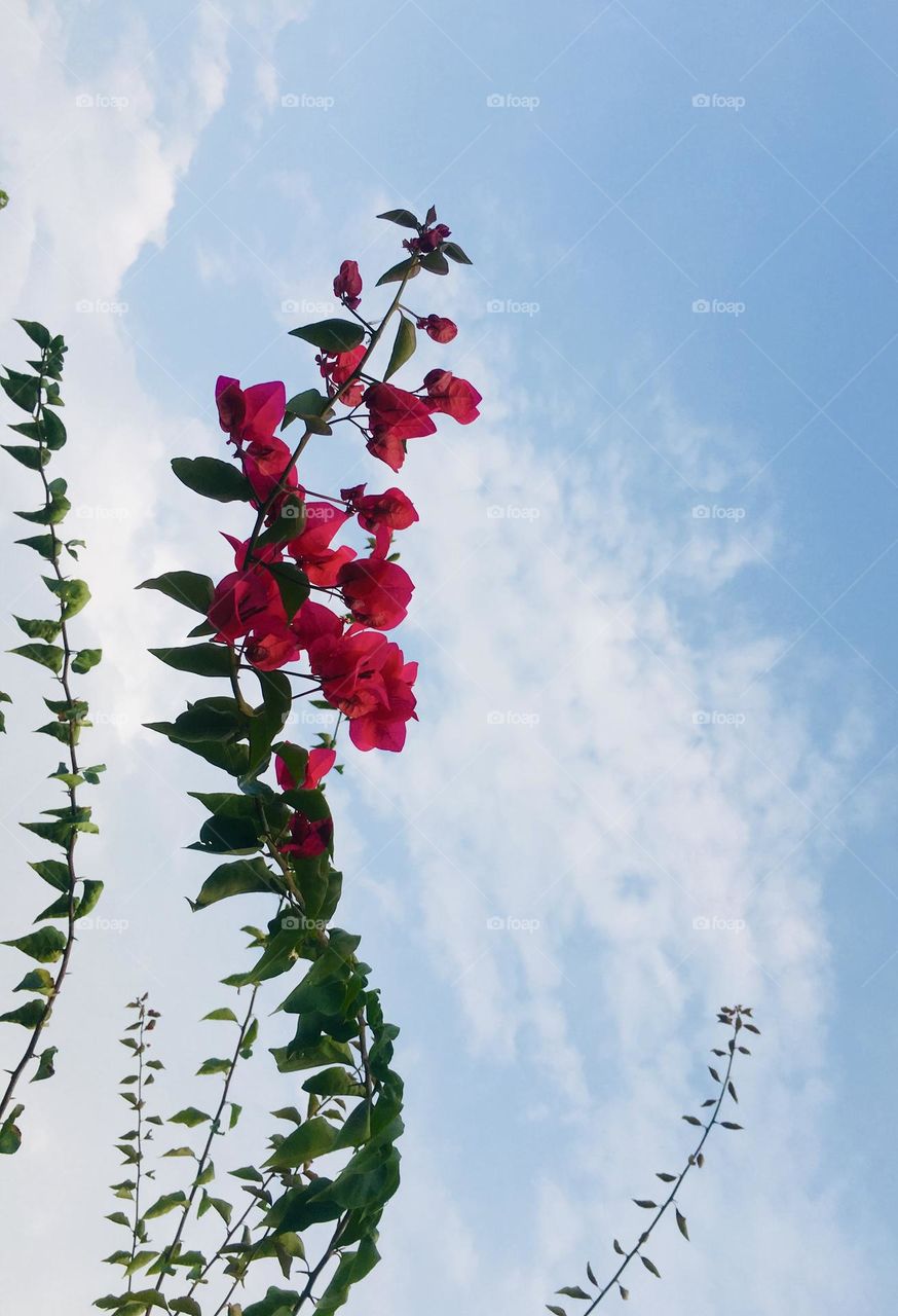Bougainvillea in the sky♥️ 🩵