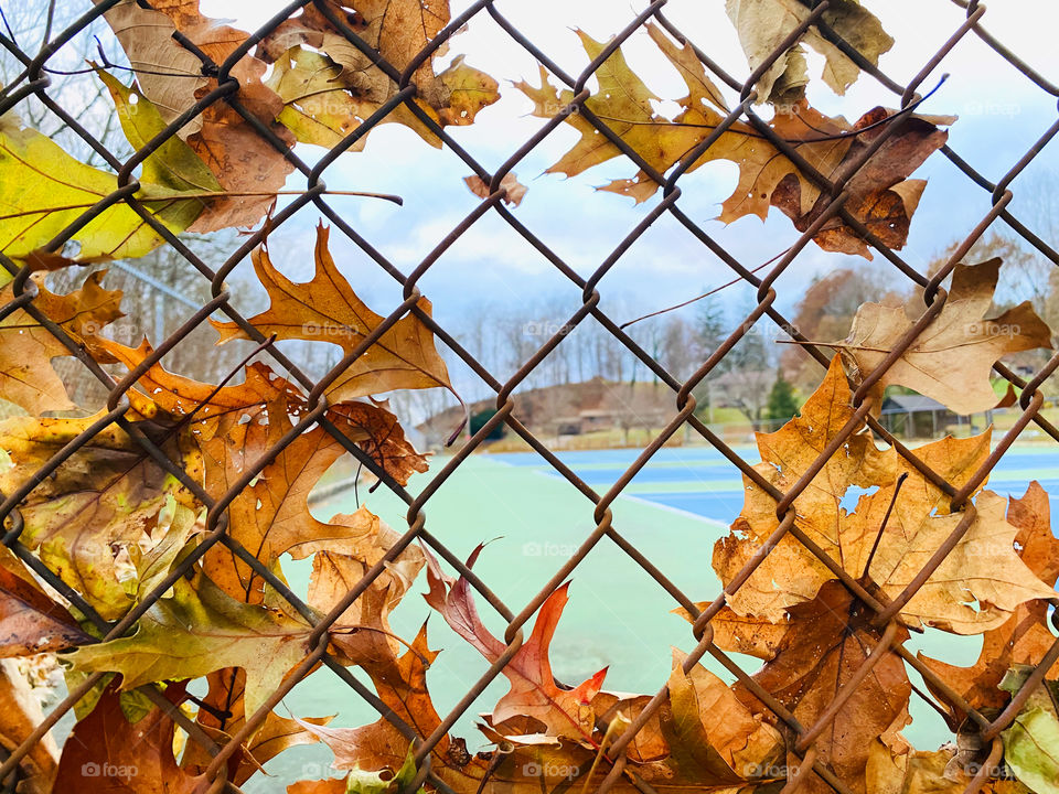 Leaves blown up on a fence. Time for Fall cleanup