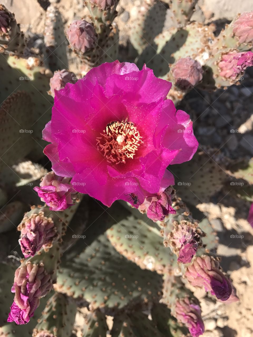 Pink Flower Cactus in the Las Vegas desert