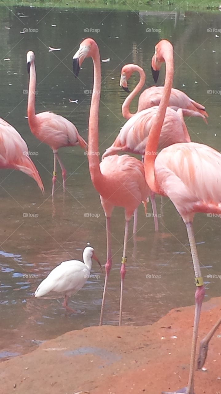 flamingo party. flock of flamingoes in florida