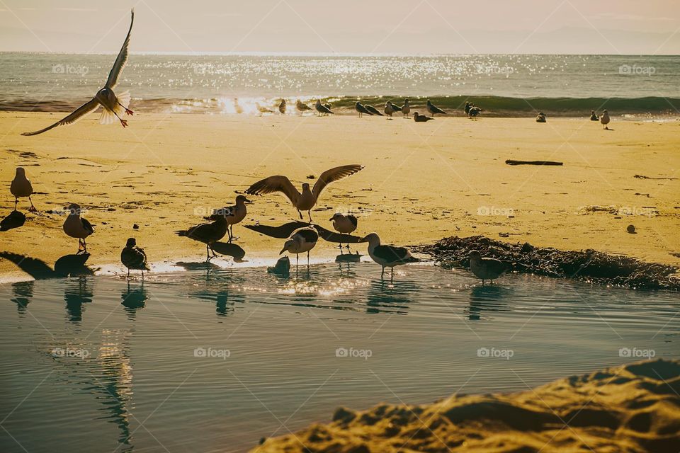 Seagulls playing on Santa Cruz Beach, California 