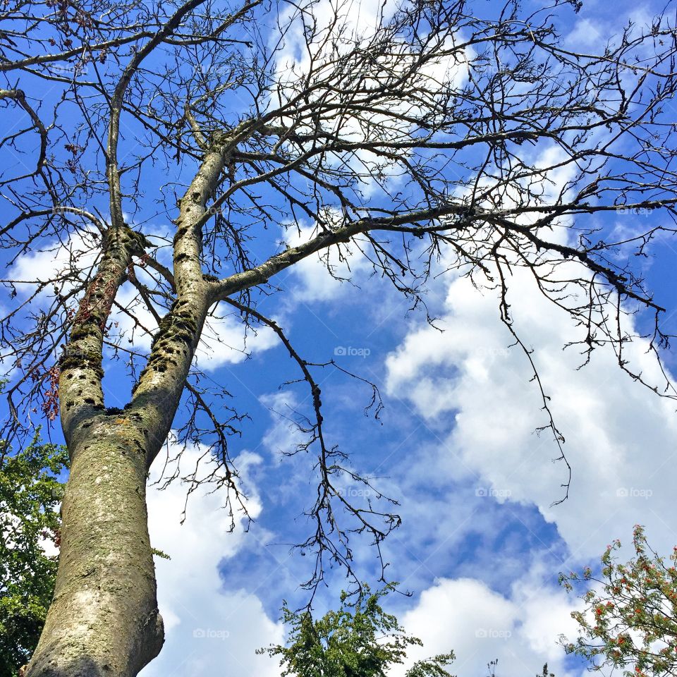 Naked tree blue sky