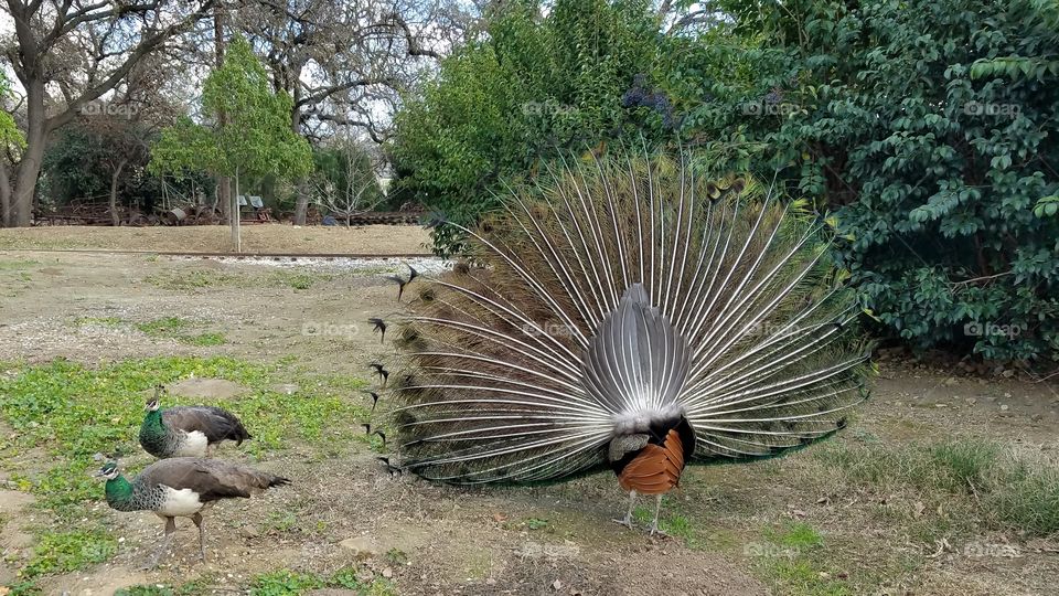 Mating season peacocks