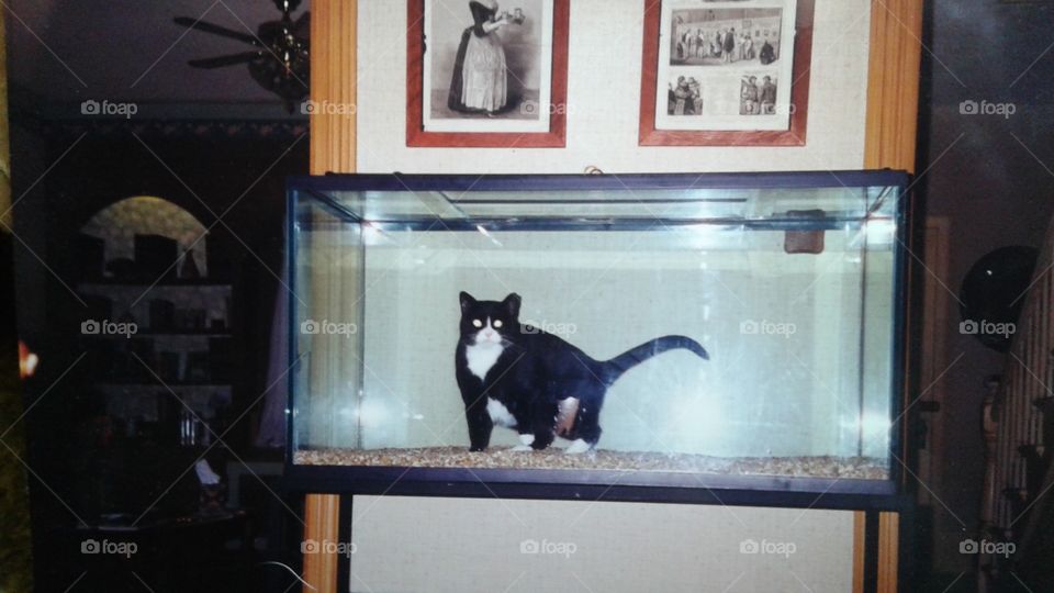fish tank kitty 