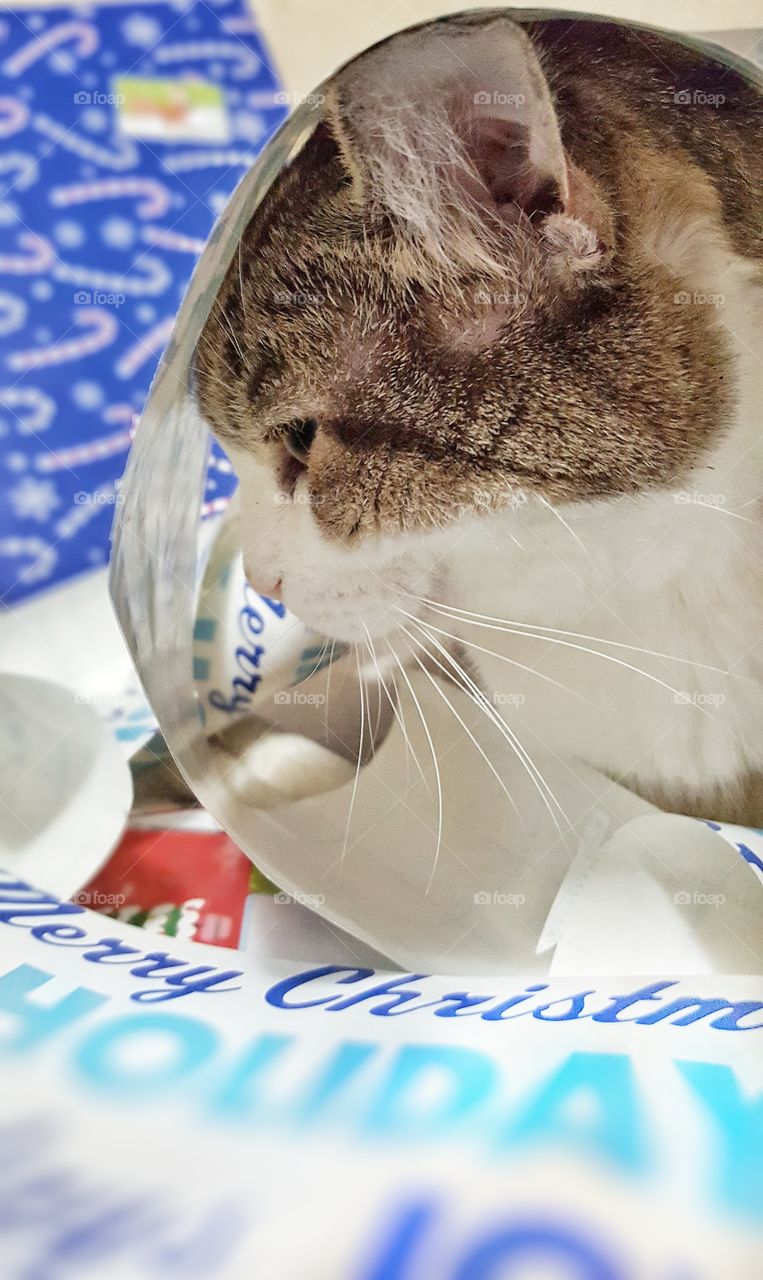 cat laying in Christmas wrapping paper